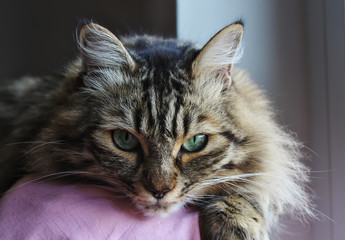 Norwegian Cat Portrait