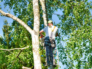 Mature male tree trimmer high in birch tree, 30 meters from ground, cutting branches with gas...
