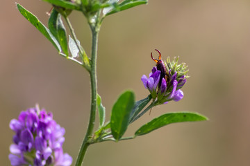 Ohrenkneifer versteckt sich in schöner violetter Blüte auf der Jagd nach Insekten und schutzsuchend vor der Sonne und Fressfeinden