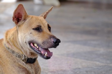 A Thai dog sitting on cement ground floor with a happy face,cement ground floor background 