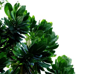 Fototapeta premium Tropical tree leaves with branches on white isolated background for green foliage backdrop 