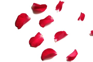In selective focus of sweet red rose corollas on white isolated 