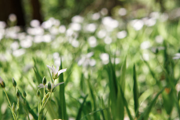 Closeup photo of flowers and grass.