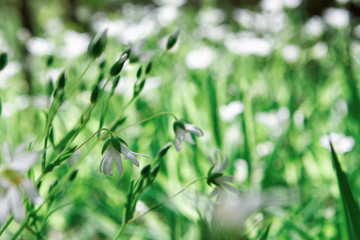 Closeup photo of flowers and grass.