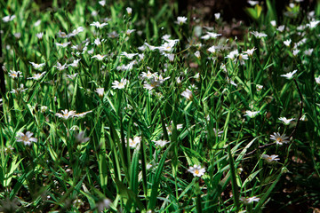 Closeup photo of flowers and grass.