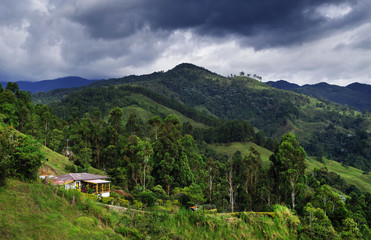 Fototapeta na wymiar Hills covered in coffee and banana plantations near Buenavista, Antioquia, Colombia
