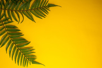 Fototapeta na wymiar Top view of tropical fern leaves on yellow background.