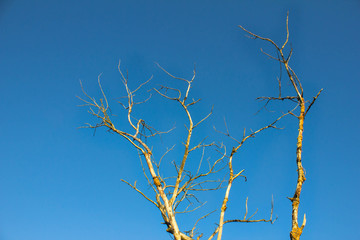 Bare curving branches of a dry dead tree against the backdrop of a bright clear blue sky. Minimalistic image. Symbol of death, the end, the concept of changing seasons. Branched dried tree.