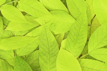 Fototapeta premium Green leaves background