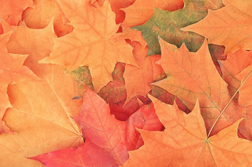Obraz premium Autumn maple leaves background