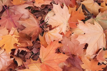 Autumn leaves background
