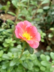 red flower in the garden