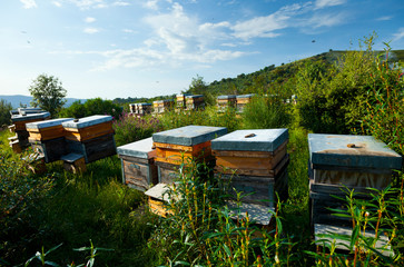 Beekeeping or apiculture, Garciaz, Las Villuercas, Caceres, Extremadura, Spain, Europe