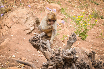 close of view of the gibraltar monkeys © Anna_Anny