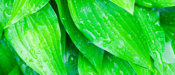 Green leaves background. Dew drops on green leaves. Drops of water in the sun. Eco concept with blurred background. Widescreen