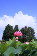 池に咲き始めたハス