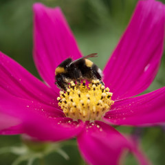 Biene bee Cosmos Schmuckkörbchen pink yellow gelb garten bestäubung nektar honig natur