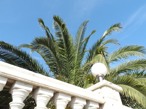 palm trees on a terass