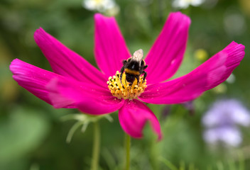 Biene bee Cosmos Schmuckkörbchen pink yellow gelb garten bestäubung nektar honig natur