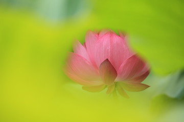 Fototapeta premium 葉っぱの中に隠れた蓮