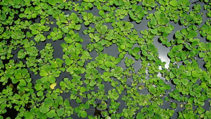 Water lettuce floating on surface, Aquatic Plant