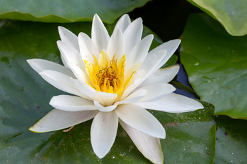 Lotus flower plant on lake. Lotus flower blooming in river