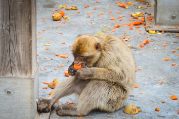 close of view of the gibraltar monkeys