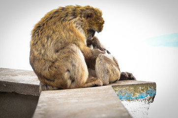 close of view of the gibraltar monkeys