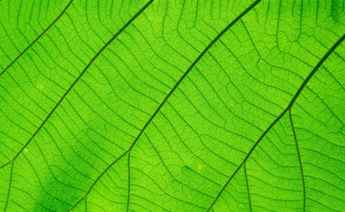 Macro shot. Green Leaf texture background 