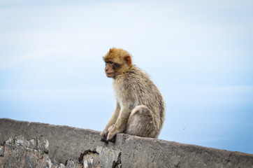close of view of the gibraltar monkeys
