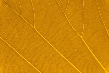Yellow leaf texture.