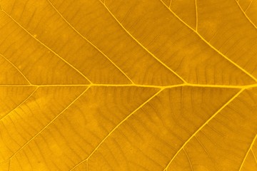 Autumn Leaf Texture Background.