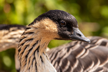 Hawaiian goose