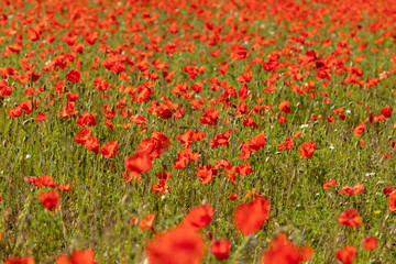 A Spread of Poppies