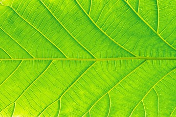 Macro shot. Green leaf texture background.