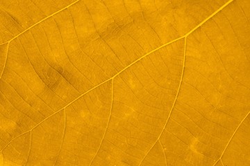 Autumn Leaf Texture Background.