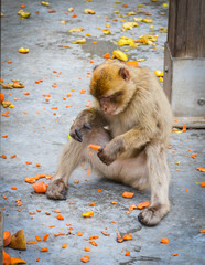 close of view of the gibraltar monkeys