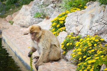 close of view of the gibraltar monkeys