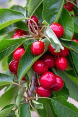 Cherry with leaf and stalk. Cherries with leaves and stalks.