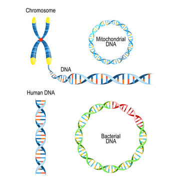 Human DNA - Double Helix, Circular Prokaryote Chromosome (Bacterial DNA), And Mitochondrial DNA