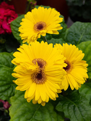 Three flowers of yellow gerbera. Vertical photo format.