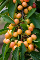 Cherry with leaf and stalk. Cherries with leaves and stalks.