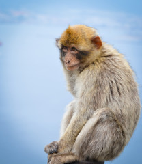 close of view of the gibraltar monkeys