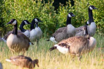 Kanadagänse als Gänseschar und Gänsefamilie in einem Park genießen das Leben, den Sommer und Frühling