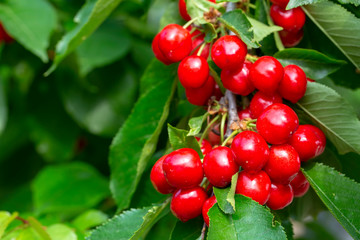 Obraz premium Cherry with leaf and stalk. Cherries with leaves and stalks.
