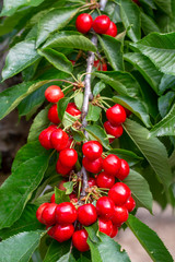 Cherry with leaf and stalk. Cherries with leaves and stalks.