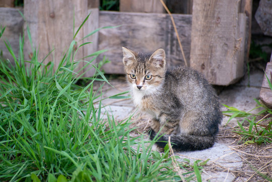 Gray and black kittens play on a good day