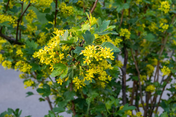 Yellow blossoms fruiting bushes Josta hybrid currant and gooseberry.