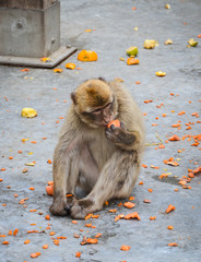 close of view of the gibraltar monkeys