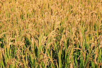 Paddy fields in autumn